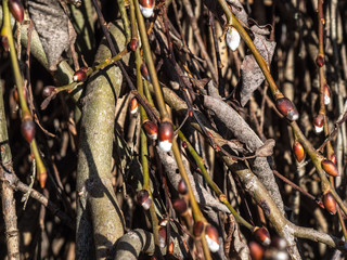 OLYMPUS DIGITAL CAMERA 75mm