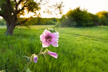 Wild flowers of musk malva, Malva moschata, in a beautiful evening field, warm and cozy summer sunlight, natural floral background pattern, sun flare bokeh
