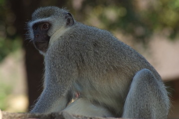 Vervet monkey, Kruger Park, South Africa