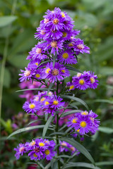 Purple flowers of italian Asters