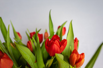 bouquet of red tulips, closeup, shallow depth of field