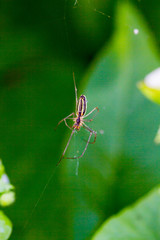 Spider weaves a web