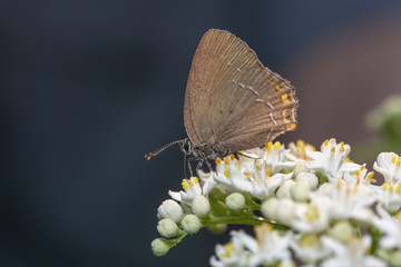 butterfly nature flower macro drop