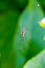 Spider weaves a web