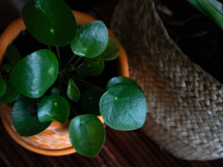 Chinese money plant indoor plant