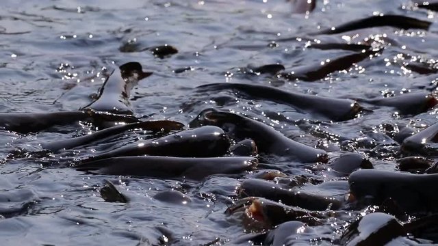 Massive quantity of aggressive shark catfish, Iridescent Shark, Pangasianodon hypophthalmus, searching and waiting for food. The sun shines beautifully on the river, creating glistening water surface.