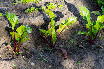 Beet sprouts close up