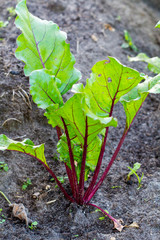 Beet sprouts close up