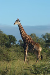 giraffe in south africa