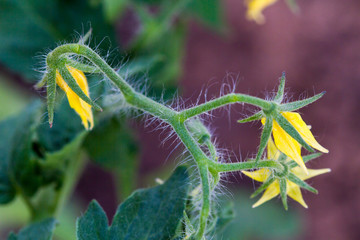 Young blossoming tomatoes