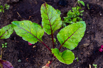 Beet sprouts close up