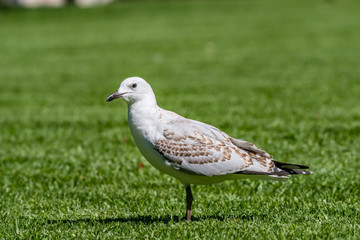 Silver Gull [Chroicocephalus novaehollandiae], immature, spotted in Australia