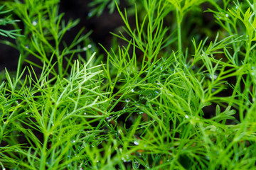 green grass with water drops