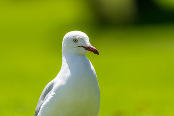 Silver Gull [Chroicocephalus novaehollandiae], adult, spotted in Australia