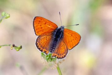 butterfly nature flower macro drop