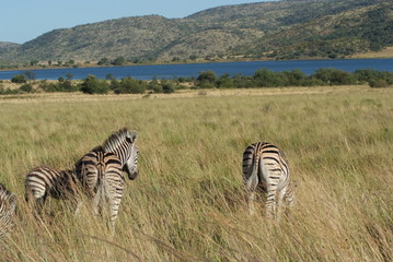 zebras in south africa