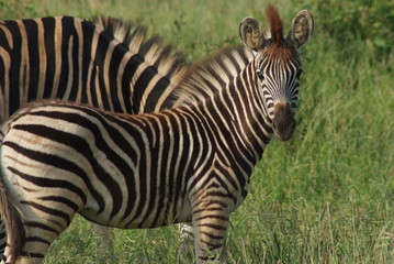 Fototapeta na wymiar Zebras, Kruger Park, South Africa
