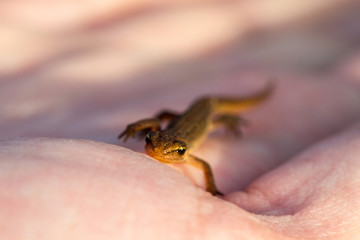 lizard on a hand