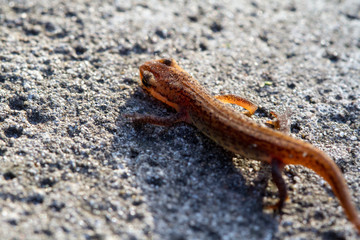 lizard on a rock