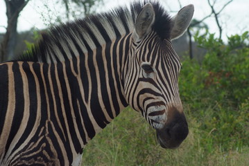Fototapeta na wymiar Zebra, Kruger National Park, South Africa