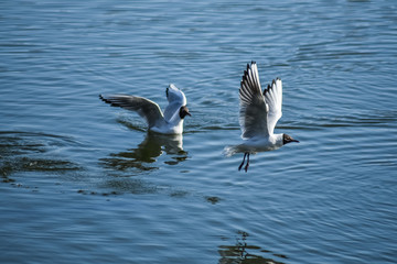 Seagulls season