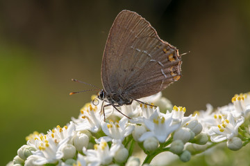 butterfly nature flower macro drop