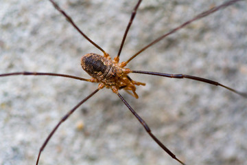 Big spider close up