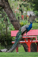 Naklejka premium Birdcolor