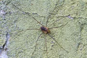 Big spider close up