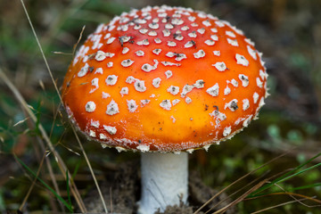 Amanita muscaria close-up