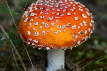 Amanita muscaria close-up