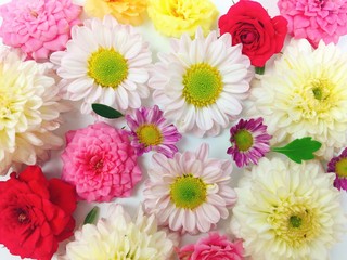 Many flowers with white background