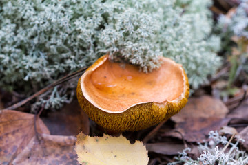 Mushroom in the moss