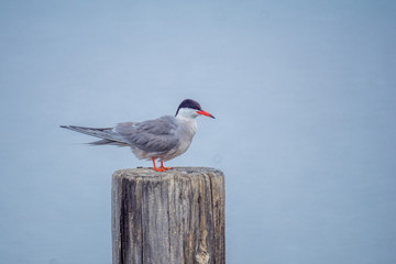 Common Tern bird in the Hula Nature Reserve