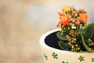 Beautiful flowers in a clay pot