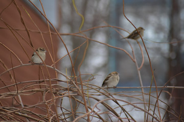 Winter sparrows