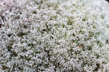 Moss close up