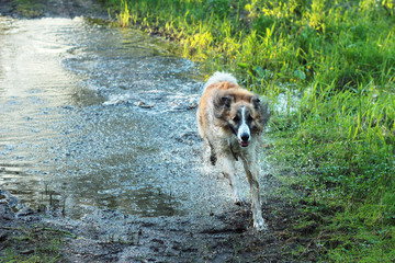 young dog running through spring mud puddle