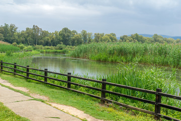 Fototapeta premium Wetland in the Hula Nature Reserve