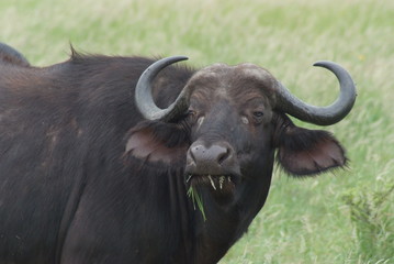 Buffalo in Kruger Park, South Africa