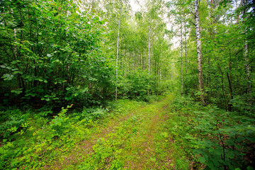 dirt road in the forest