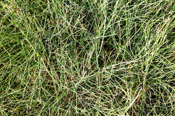 green grass background