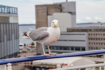 seagull in the seaport posing on camera