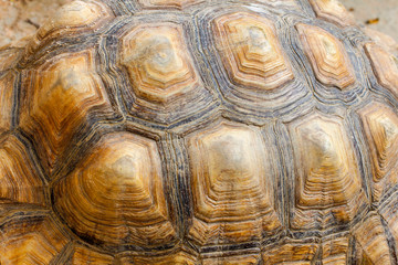 Sulcata tortoise skin
