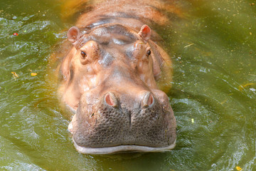 Hippo is swimming in water