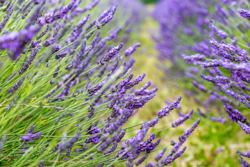 Vivid lavender flowers in a field during summer