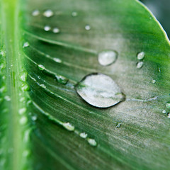 goutte de rosée sur feuille verte tropicale