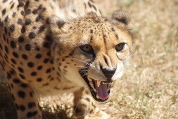 Cheetah in South Africa