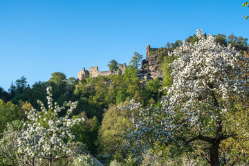 Fototapeta na wymiar Blühende Apfelbäume vor Burg und Kloster Oybin
