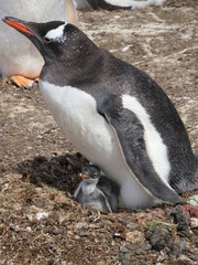 Fototapeta premium Gentoo Mama